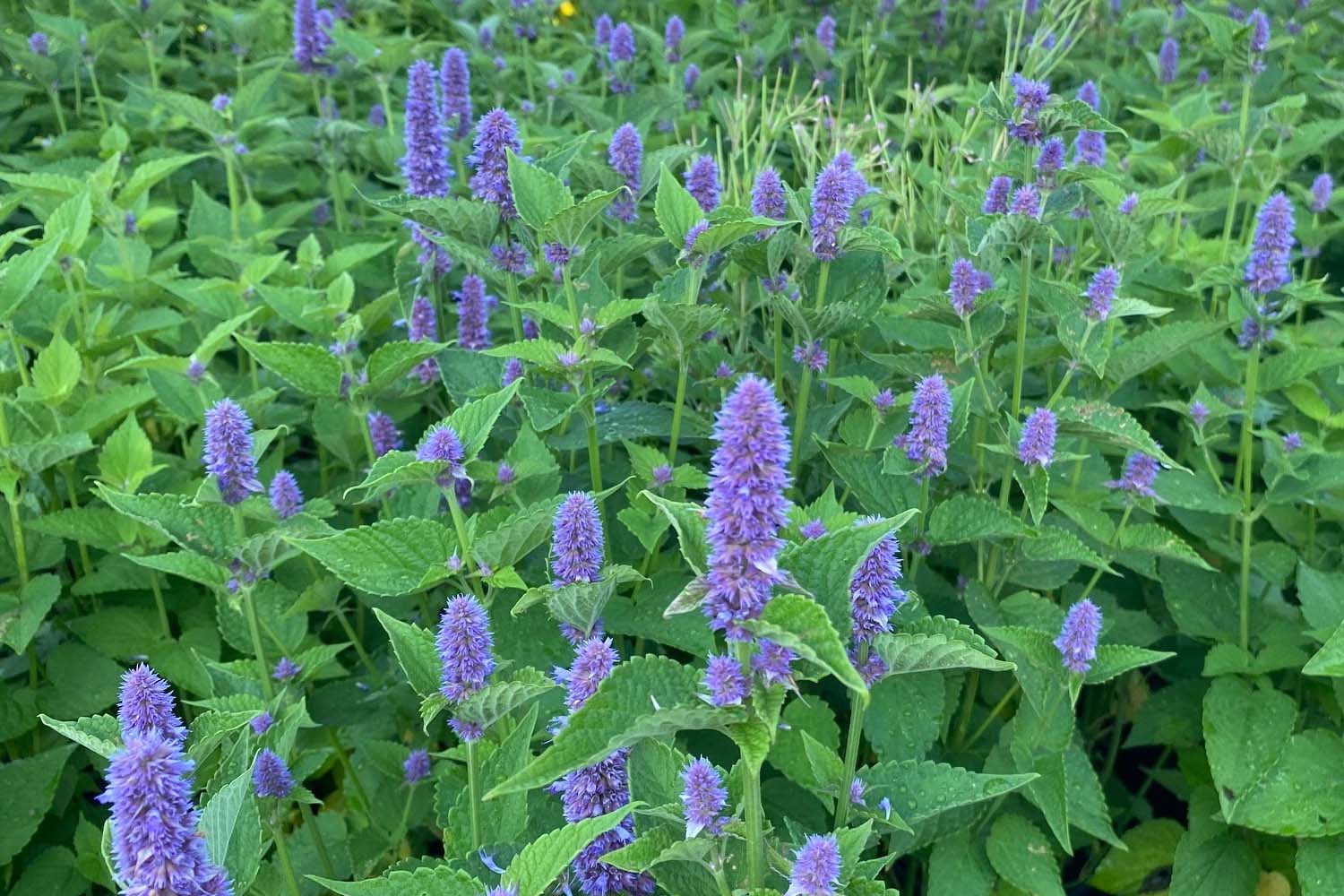 Agastache foeniculum - Anise hyssop Long Island Native Planting Landscaper Suffolk Hydroseeding.com 